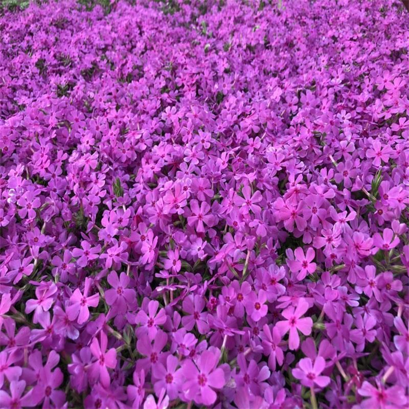 福禄考花种子芝樱花混色春秋播五色梅阳台室内庭院易种四季播