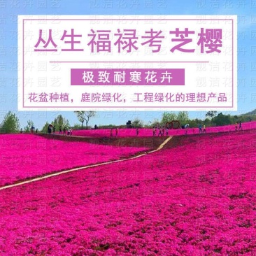 福禄考花种子芝樱花混色春秋播五色梅阳台室内庭院易种四季播