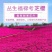 福禄考花种子芝樱花混色春秋播五色梅阳台室内庭院易种四季播