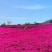 福禄考花种子芝樱花混色春秋播五色梅阳台室内庭院易种四季播
