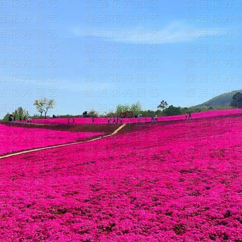 福禄考花种子芝樱花混色春秋播五色梅阳台室内庭院易种四季播