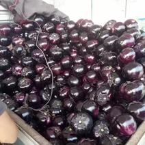 紫光圆茄茄子大量供应优质紫光茄子
