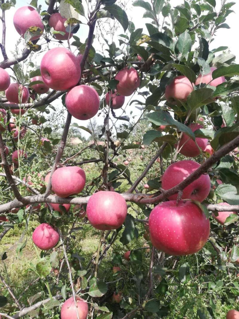 野生光果苹果，甘肃庆阳，红富士