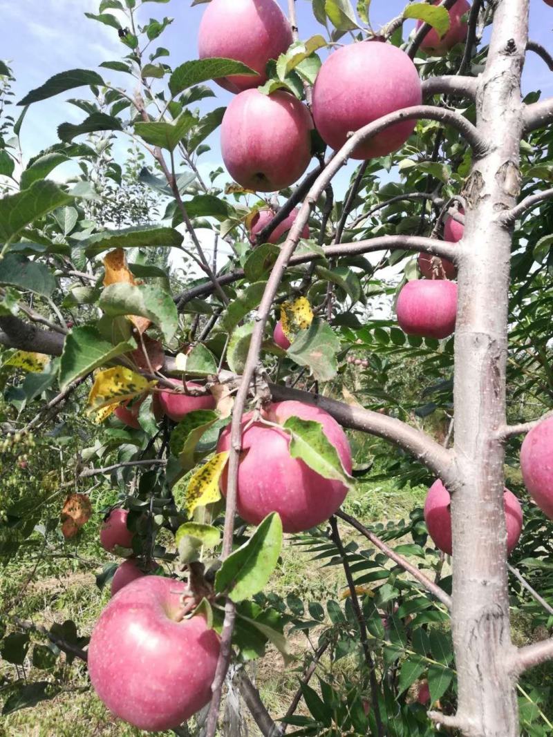 野生光果苹果，甘肃庆阳，红富士