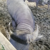 广西莫拉水牛，肉牛，架子牛牛犊