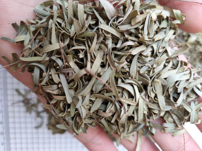 新货野生油柑叶新晒牛甘叶散装余甘子叶，油甘果叶子