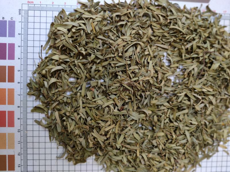 新货野生油柑叶新晒牛甘叶散装余甘子叶，油甘果叶子