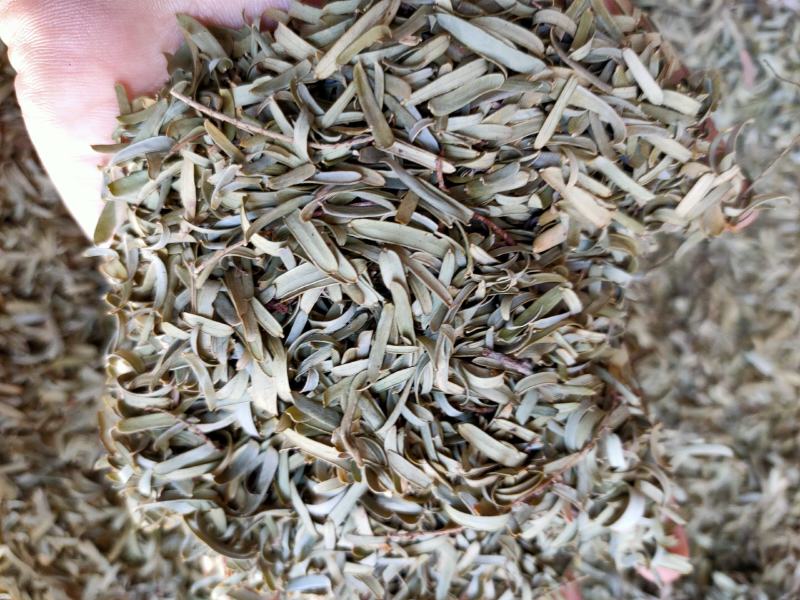 新货野生油柑叶新晒牛甘叶散装余甘子叶，油甘果叶子