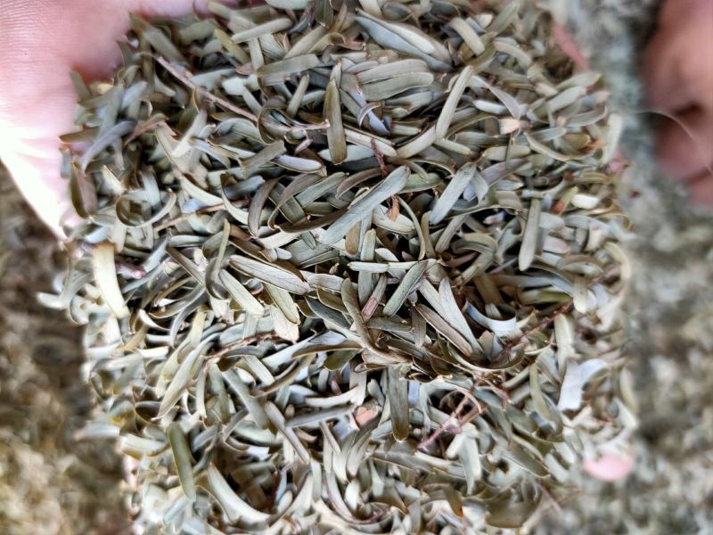 新货野生油柑叶新晒牛甘叶散装余甘子叶，油甘果叶子