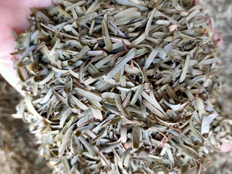 新货野生油柑叶新晒牛甘叶散装余甘子叶，油甘果叶子