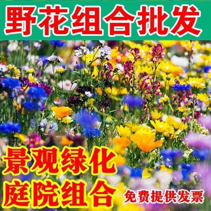 耐寒花种多年生野花组合种子四季开花不断花籽庭院易种活室外