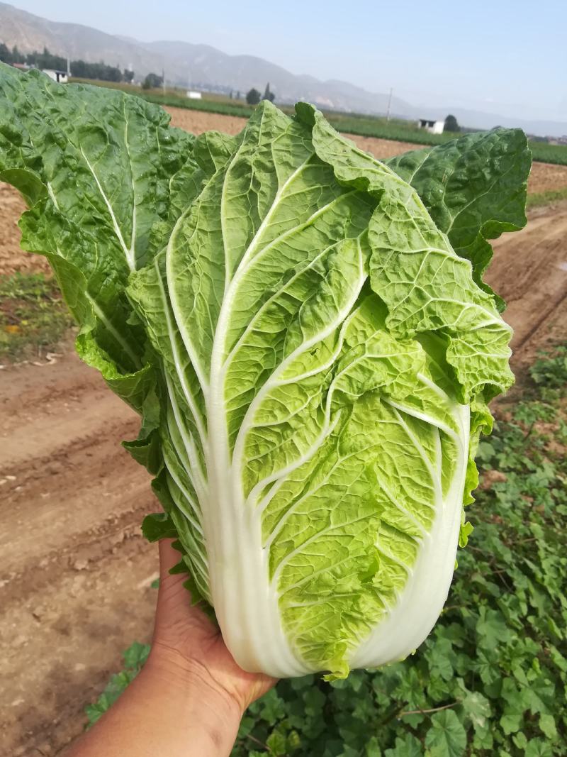 黄心白菜，想发财的老板们联系我