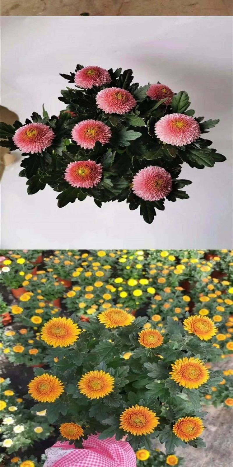 乒乓菊盆栽阳台带花苞龙爪菊千头菊重瓣球形庭院绿植带花带盆