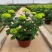 乒乓菊盆栽阳台带花苞龙爪菊千头菊重瓣球形庭院绿植带花带盆