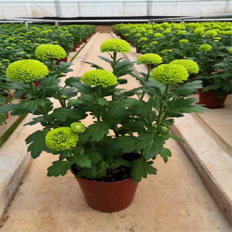 乒乓菊盆栽阳台带花苞龙爪菊千头菊重瓣球形庭院绿植带花带盆