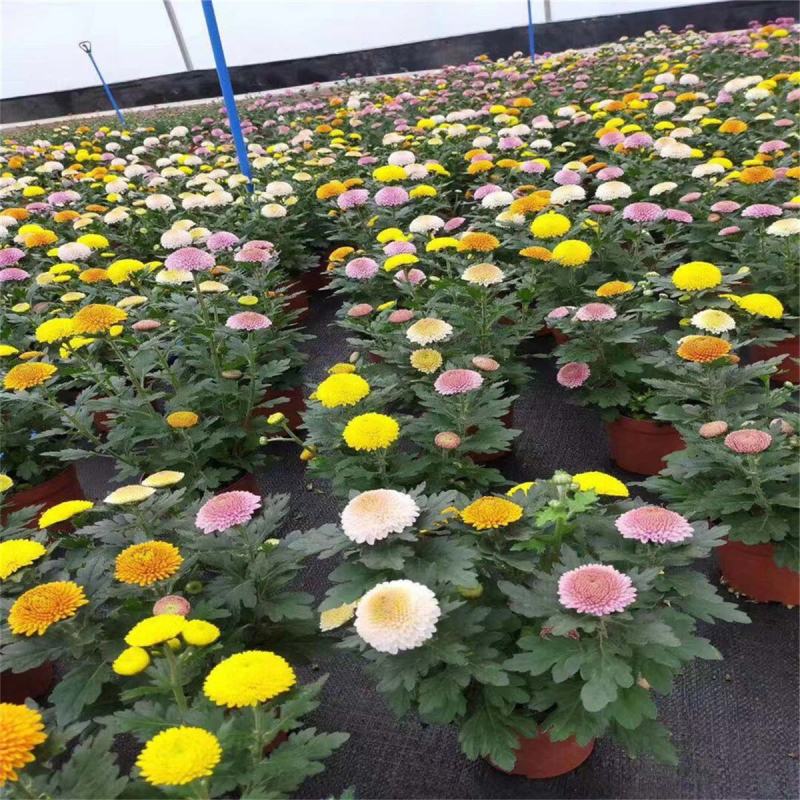 乒乓菊盆栽阳台带花苞龙爪菊千头菊重瓣球形庭院绿植带花带盆