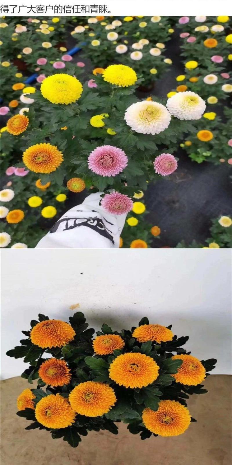 乒乓菊盆栽阳台带花苞龙爪菊千头菊重瓣球形庭院绿植带花带盆