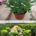 乒乓菊盆栽阳台带花苞龙爪菊千头菊重瓣球形庭院绿植带花带盆