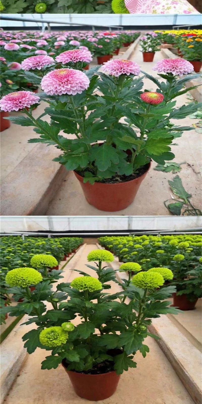 乒乓菊盆栽阳台带花苞龙爪菊千头菊重瓣球形庭院绿植带花带盆