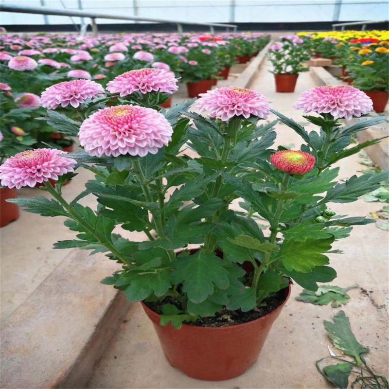乒乓菊盆栽阳台带花苞龙爪菊千头菊重瓣球形庭院绿植带花带盆