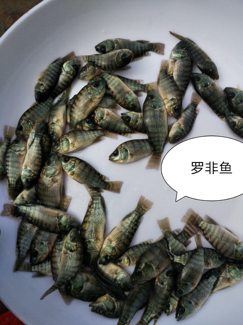 杂交青宝路罗非鱼苗、耐高温、抗病强、生长快