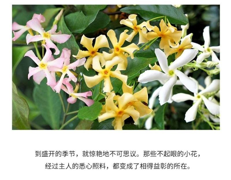 粉色风车茉莉盆栽黄色络石藤庭院爬藤植物耐寒耐旱四季常青