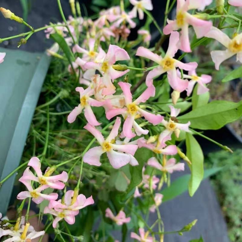 粉色风车茉莉盆栽黄色络石藤庭院爬藤植物耐寒耐旱四季常青