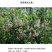 粉色风车茉莉盆栽黄色络石藤庭院爬藤植物耐寒耐旱四季常青