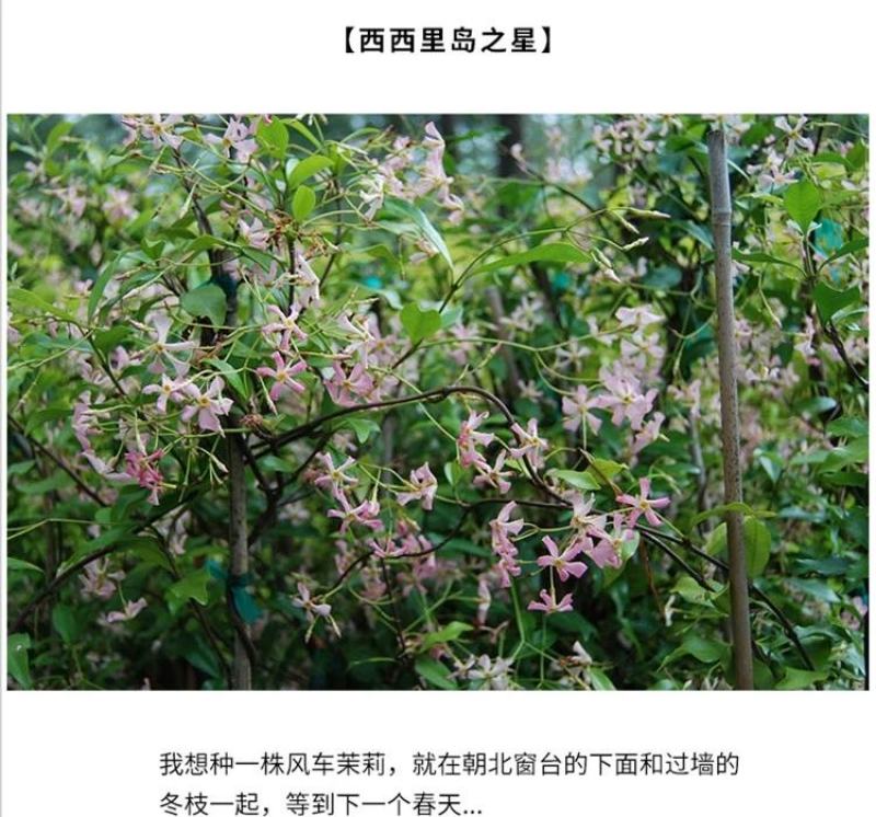 粉色风车茉莉盆栽黄色络石藤庭院爬藤植物耐寒耐旱四季常青