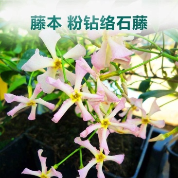 粉色风车茉莉盆栽黄色络石藤庭院爬藤植物耐寒耐旱四季常青