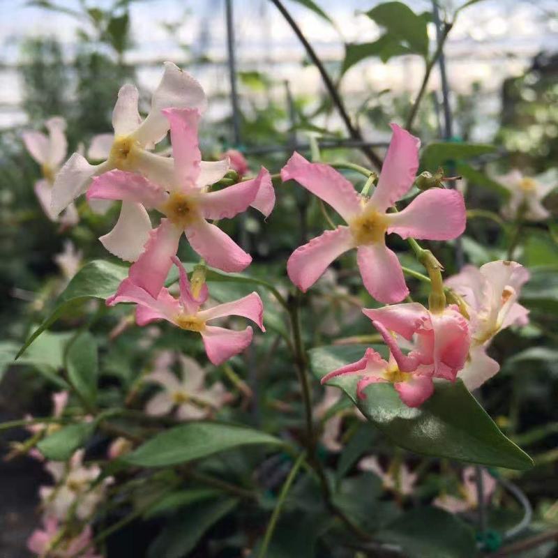 粉色风车茉莉盆栽黄色络石藤庭院爬藤植物耐寒耐旱四季常青