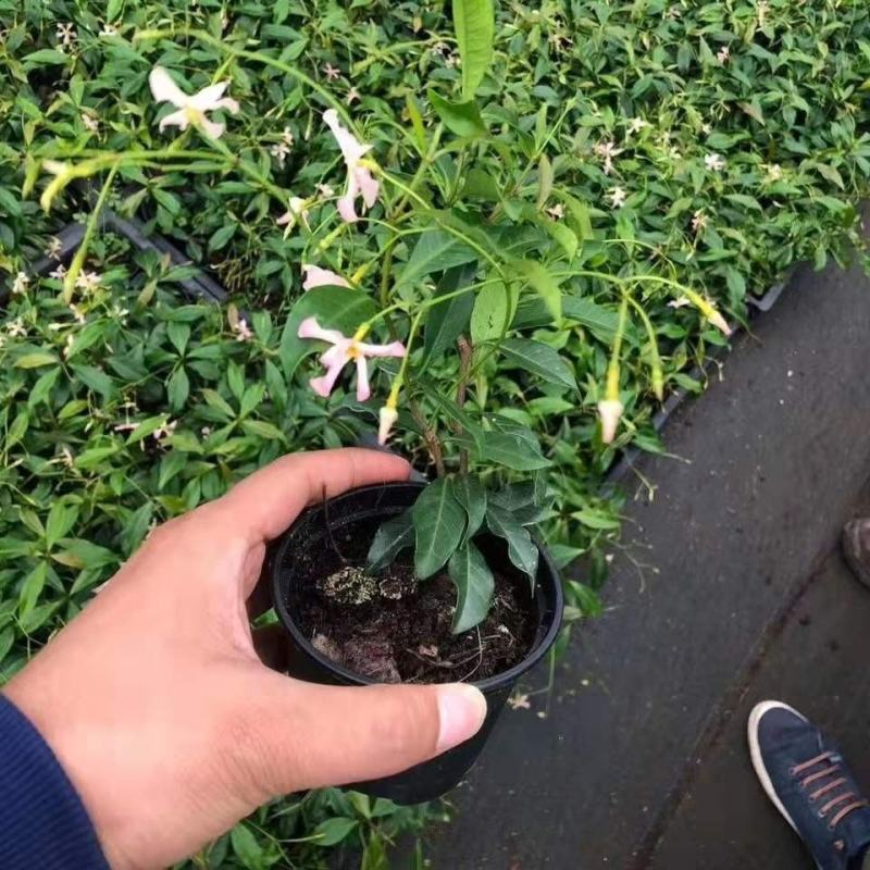 粉色风车茉莉盆栽黄色络石藤庭院爬藤植物耐寒耐旱四季常青