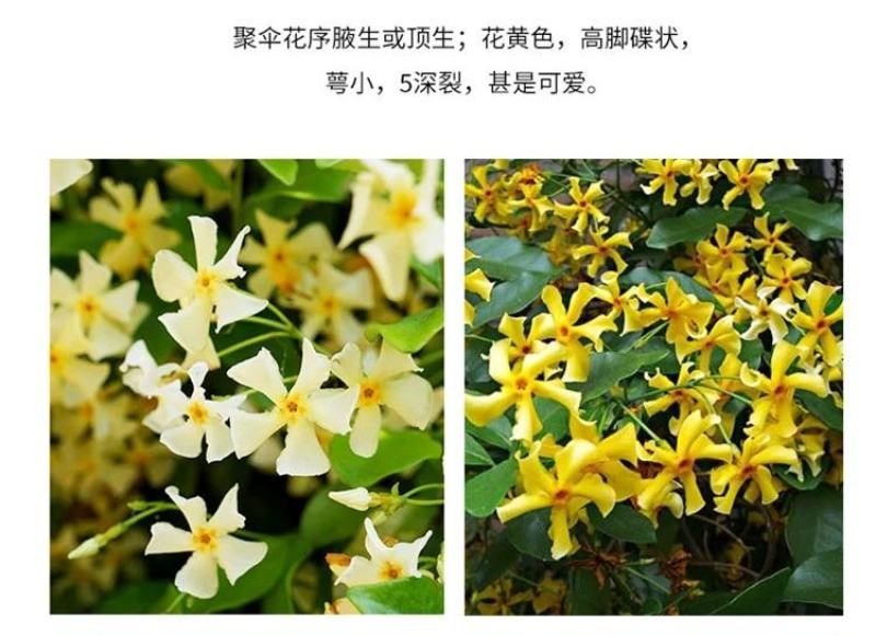 粉色风车茉莉盆栽黄色络石藤庭院爬藤植物耐寒耐旱四季常青