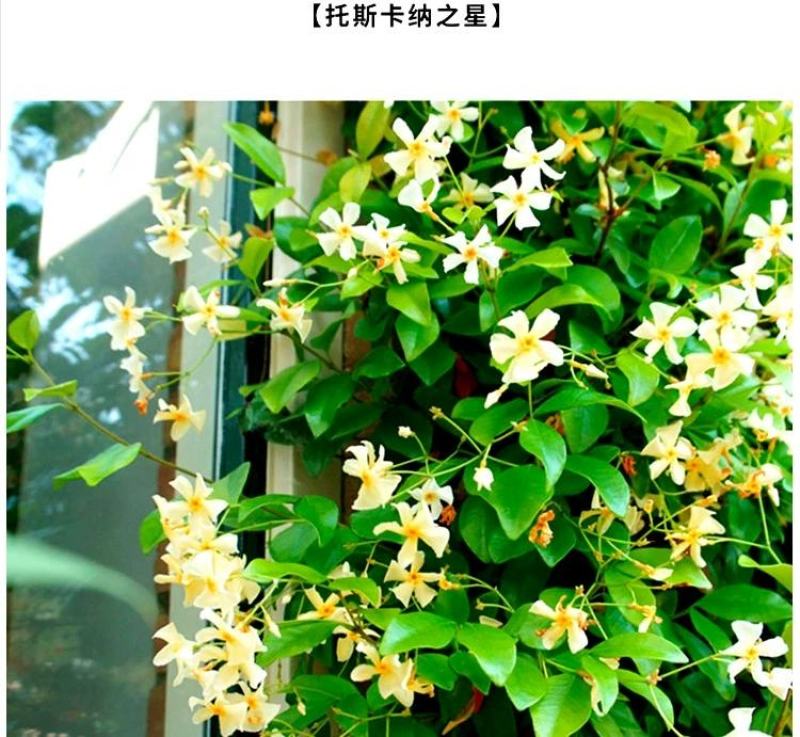 粉色风车茉莉盆栽黄色络石藤庭院爬藤植物耐寒耐旱四季常青