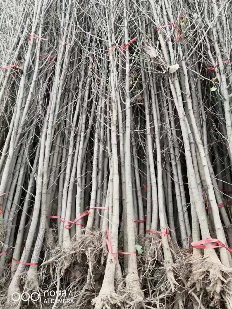 银杏树银杏树占地拆迁白果行道景观园林绿化银杏树