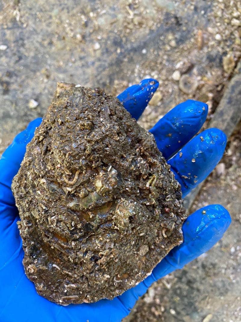 提供大量生蚝，中壳生蚝一般5—7个一斤，有自己的养殖场