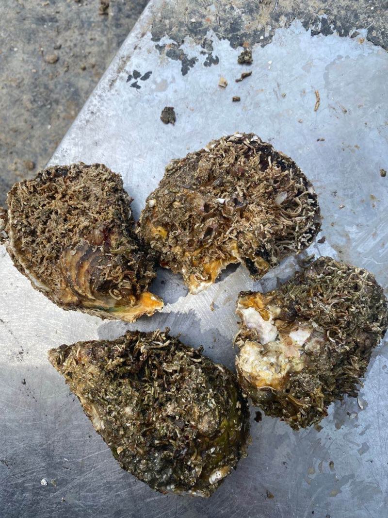 提供大量生蚝，中壳生蚝一般5—7个一斤，有自己的养殖场
