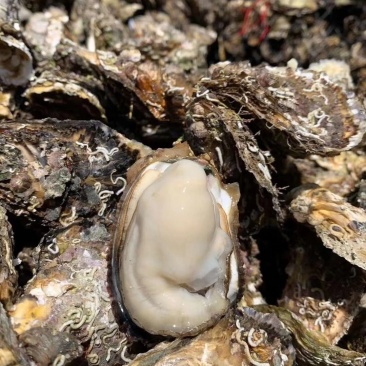 提供大量生蚝，中壳生蚝一般5—7个一斤，有自己的养殖场