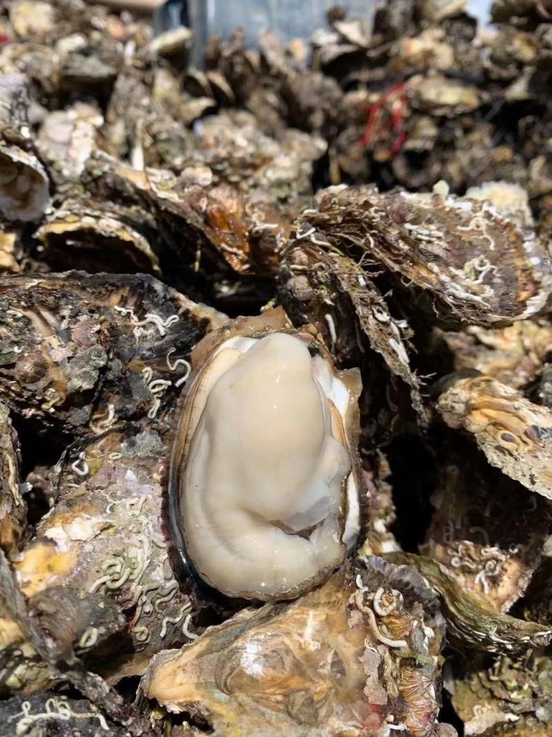提供大量生蚝，中壳生蚝一般5—7个一斤，有自己的养殖场