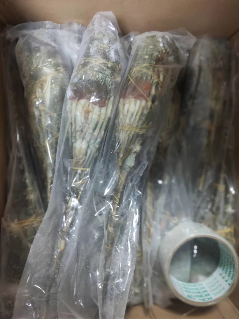 小青龙一手货源规格：100/700全国各地可发货