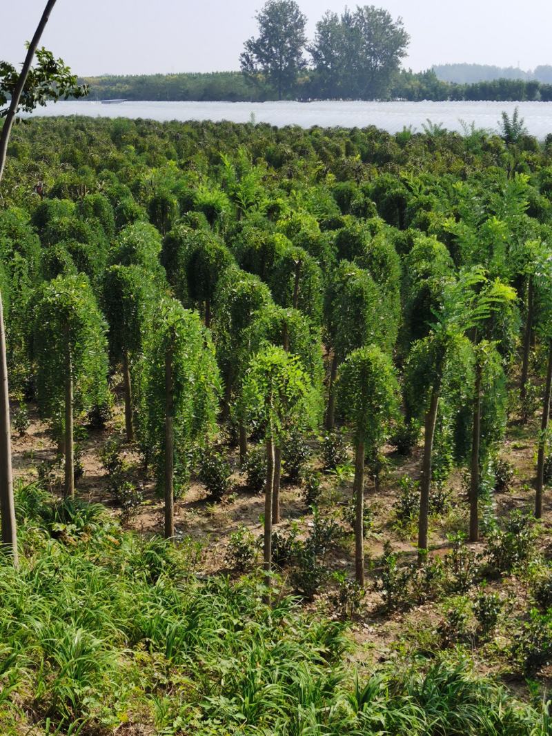 基地出售优质龙爪槐，垂槐，规格齐全，货源充足，树形优美