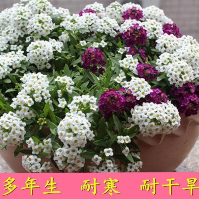 香雪球种子多年生四季种耐寒耐干旱室内外阳台盆栽地被花种子