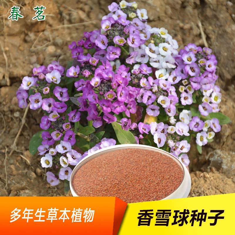 香雪球种子多年生四季种耐寒耐干旱室内外阳台盆栽地被花种子