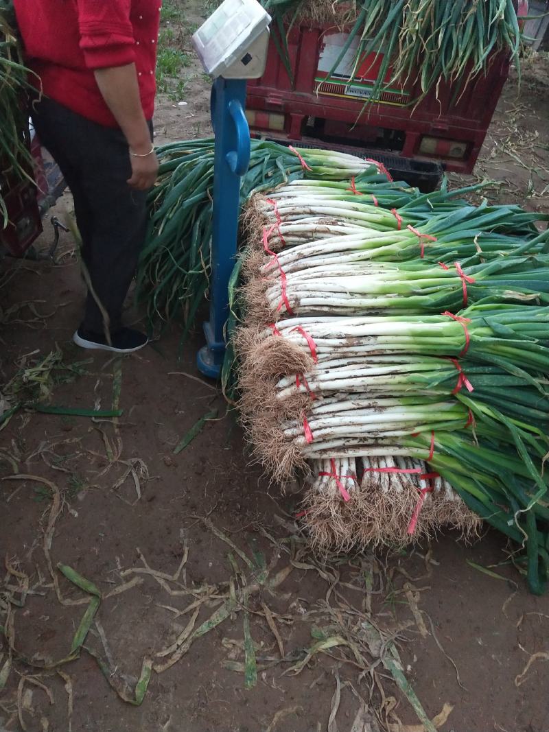 千亩甘肃大葱急售（质量好，价格优葱白40cm左右）