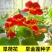 多年生四季盆栽进口花旱金莲种子盘旋鸟旱荷花籽易种爬藤攀爬