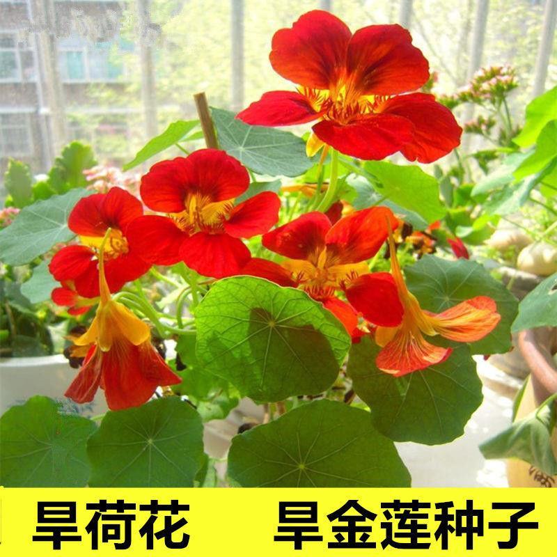 多年生四季盆栽进口花旱金莲种子盘旋鸟旱荷花籽易种爬藤攀爬