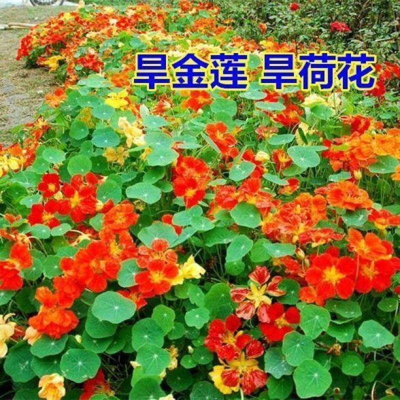 多年生四季盆栽进口花旱金莲种子盘旋鸟旱荷花籽易种爬藤攀爬
