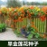 多年生四季盆栽进口花旱金莲种子盘旋鸟旱荷花籽易种爬藤攀爬