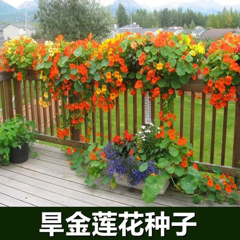 多年生四季盆栽进口花旱金莲种子盘旋鸟旱荷花籽易种爬藤攀爬
