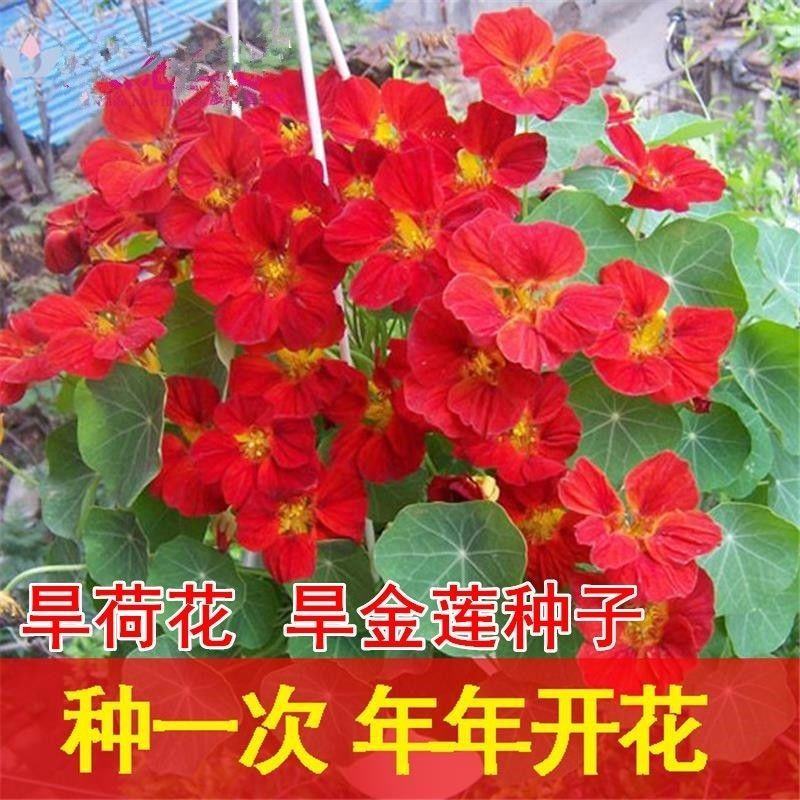 多年生四季盆栽进口花旱金莲种子盘旋鸟旱荷花籽易种爬藤攀爬